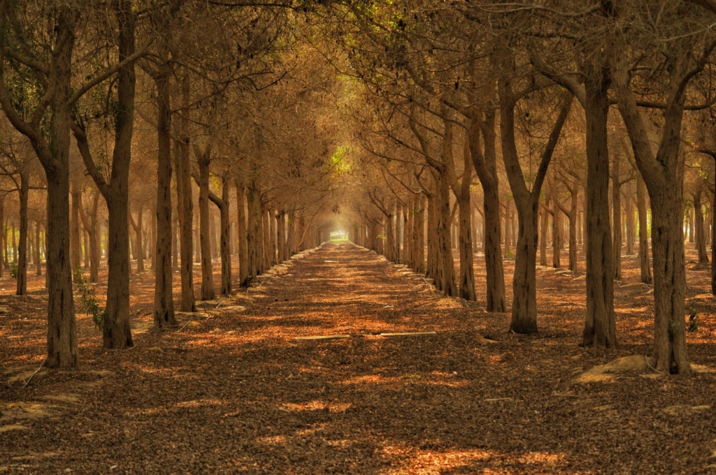 Rangées d'arbres avec rayon de soleil en fond, ambiance automnale/
