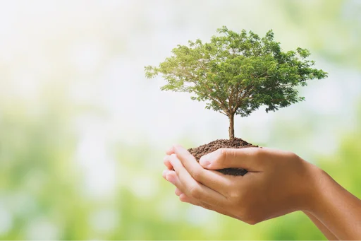 Petit arbre posé dans les mains d'une femme sur un fond vert.