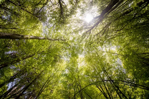 Vue d'en bas d'arbres, de ciel et de soleil.